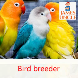 Bird Breeder Mr. Biplab Dutta in Durgapur Steel town west